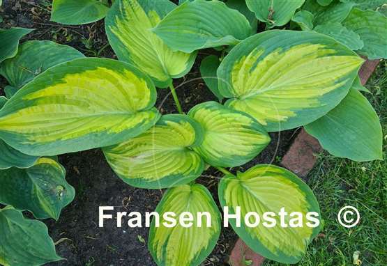 Hosta Color a la Mode 